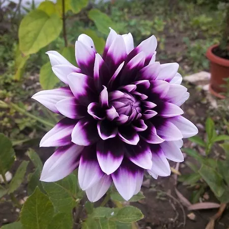 Konukevi Casa Dalena Costinești