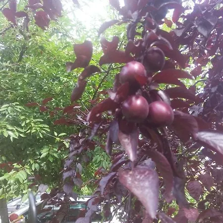 Casa Dalena Konukevi Costinești