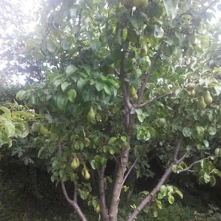 Casa Dalena Konukevi 3*